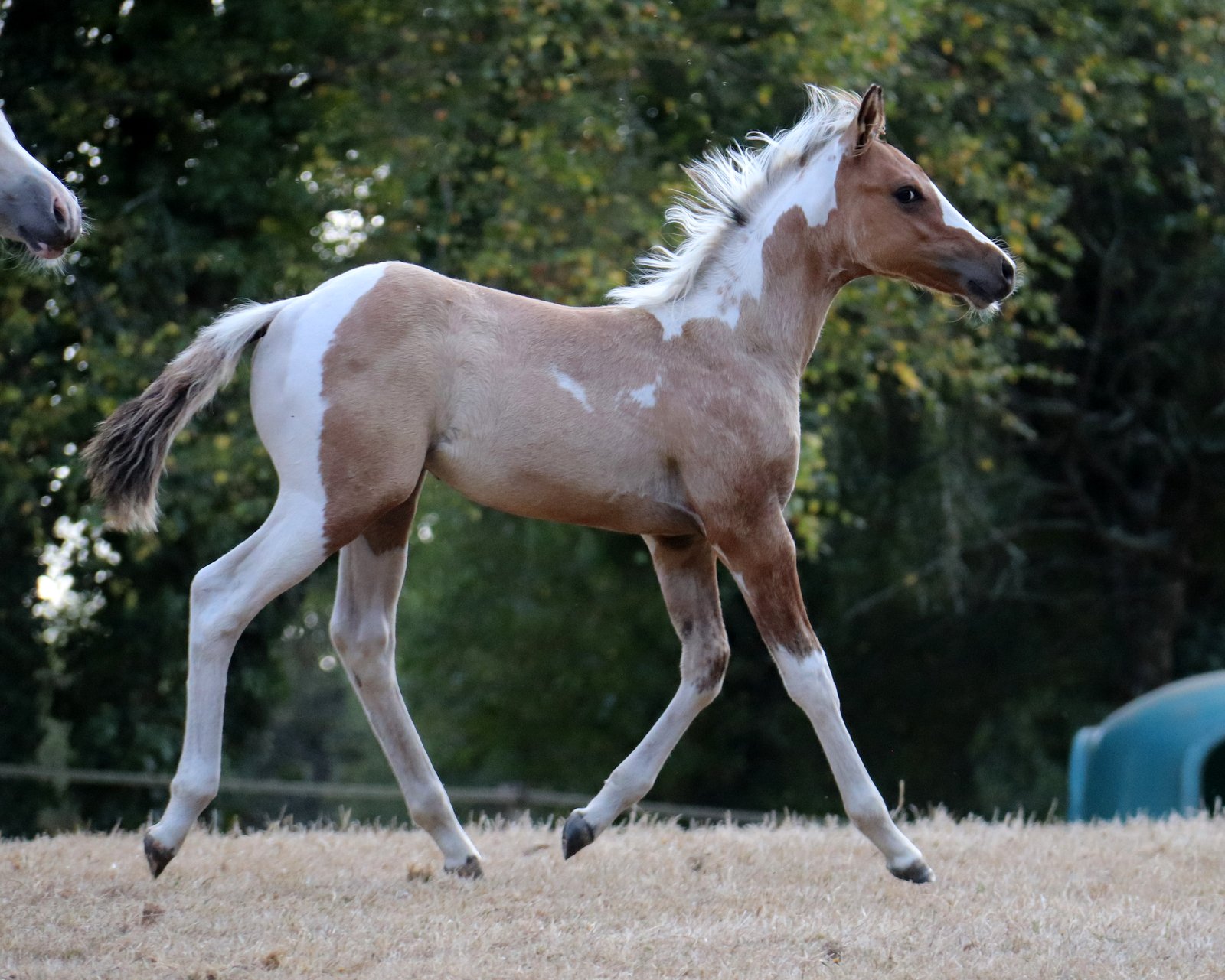 poulain paint horse né à l'élevage Cymela 