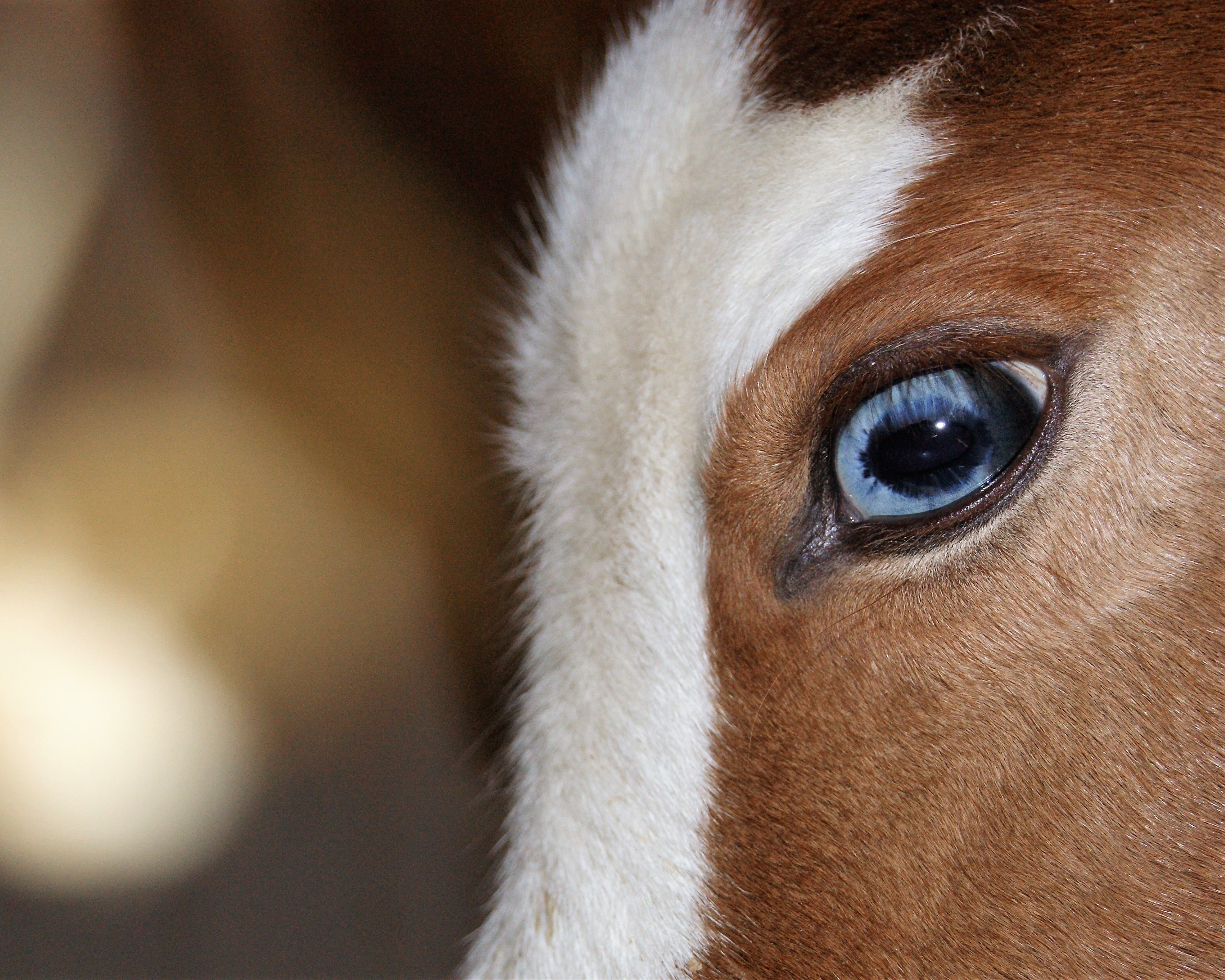 Logo Cymela Paint Horse