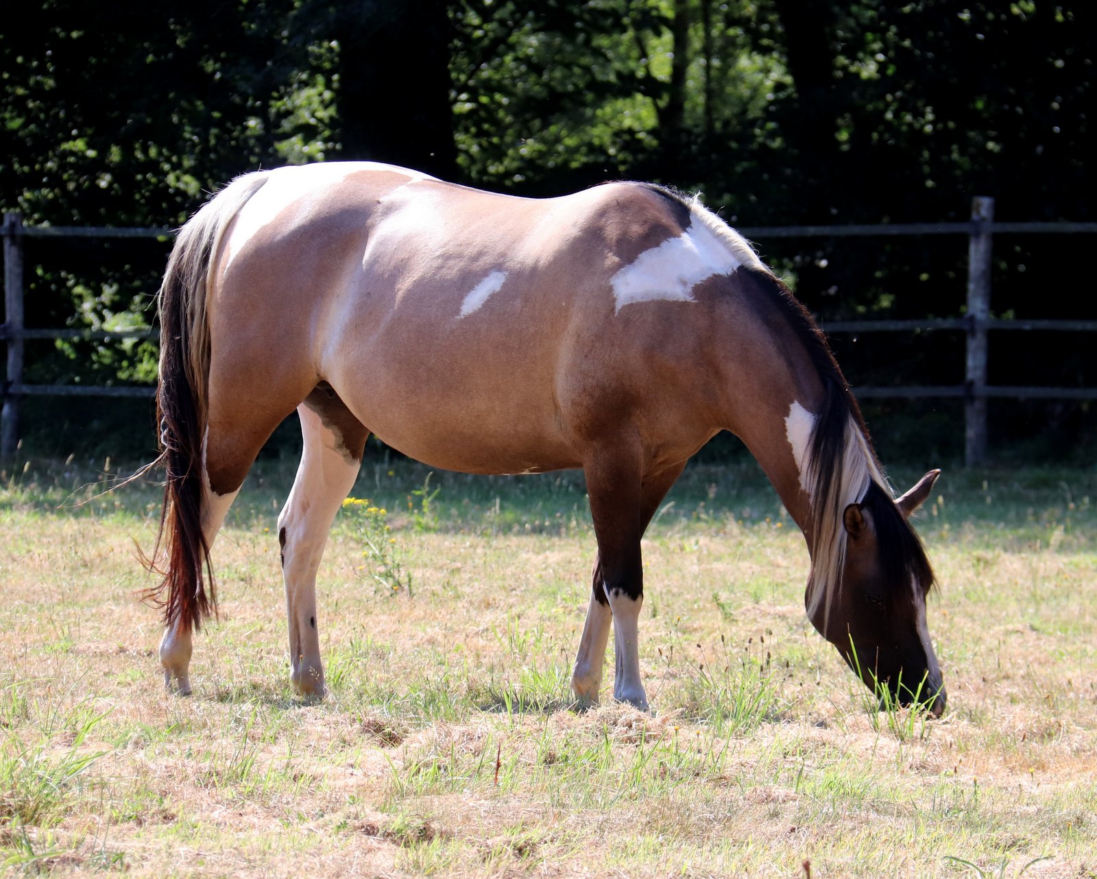 CPH Willow only play, pouliche Paint Horse née à l’élevage Cymela en 2022, pouliniere sur l'élevage
